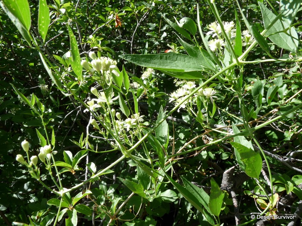 Clematis Vine