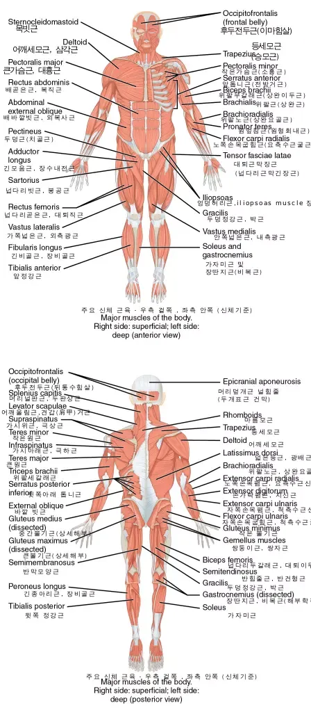 An informative diagram of the muscular system, highlighting the skeletal, smooth, and cardiac muscle types, and their roles in body movement.