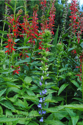 Cardinal Flowers and Great Blue Lobelia