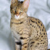 The Top 10 Most Expensive Cat Breeds in the United States