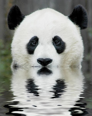 panda