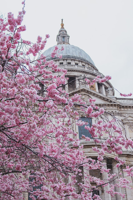 Cherry blossoms in St. Paul's Cathedral