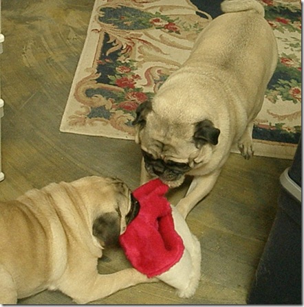 pugfight
