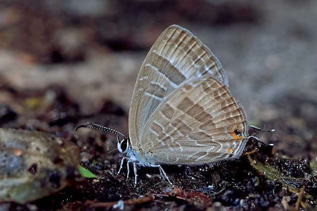 Jamides celeno the Common Cerulean butterfly