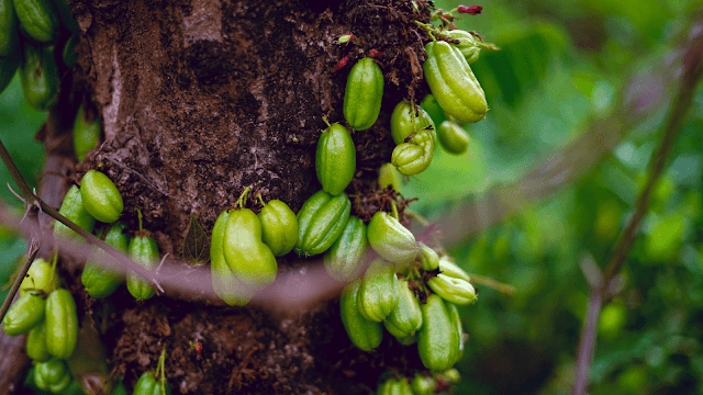 memutihkan-wajah-dengan-belimbing-wuluh