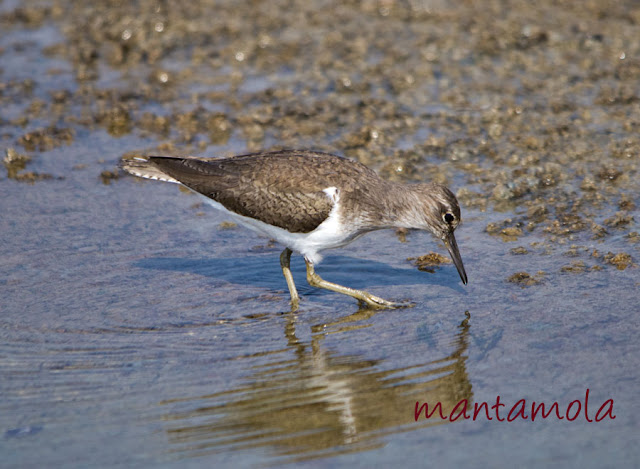 Common Sandpiper