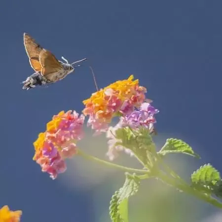 school-assembly-about-animals-Hummingbirds-are-birds-images