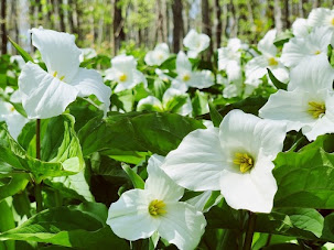 A field of Trillium grandiflorum (a spring ephemeral)  in a forest