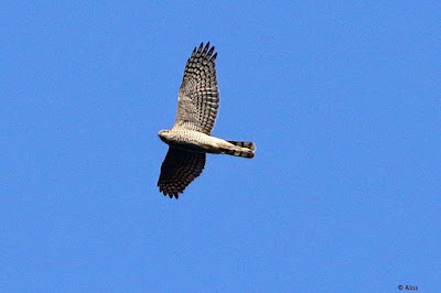 "Eurasian Sparrowhawk - Accipiter nisus, gracing Mount Abu sky."