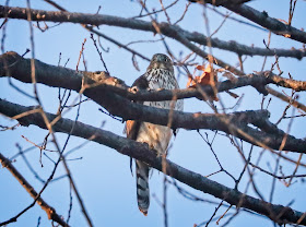 An immature Cooper's hawk.