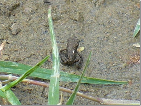 clip_image004