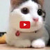 Funniest Super Cat Video