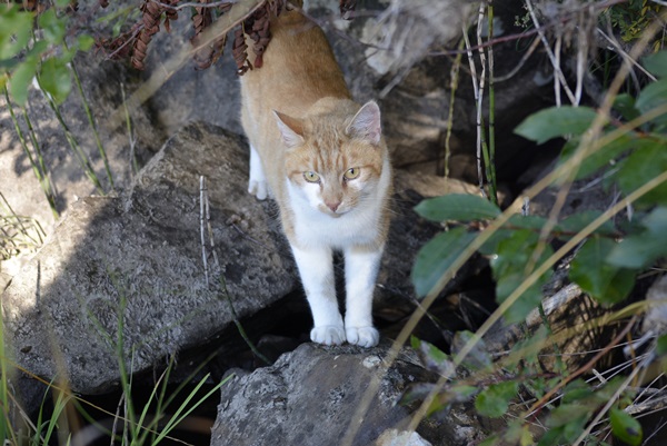 pusekatt katt pus kattepus