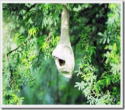 birds_10