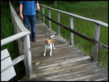 Rachel Carson and Wells Estuary 060