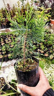 Platycladus Orientalis