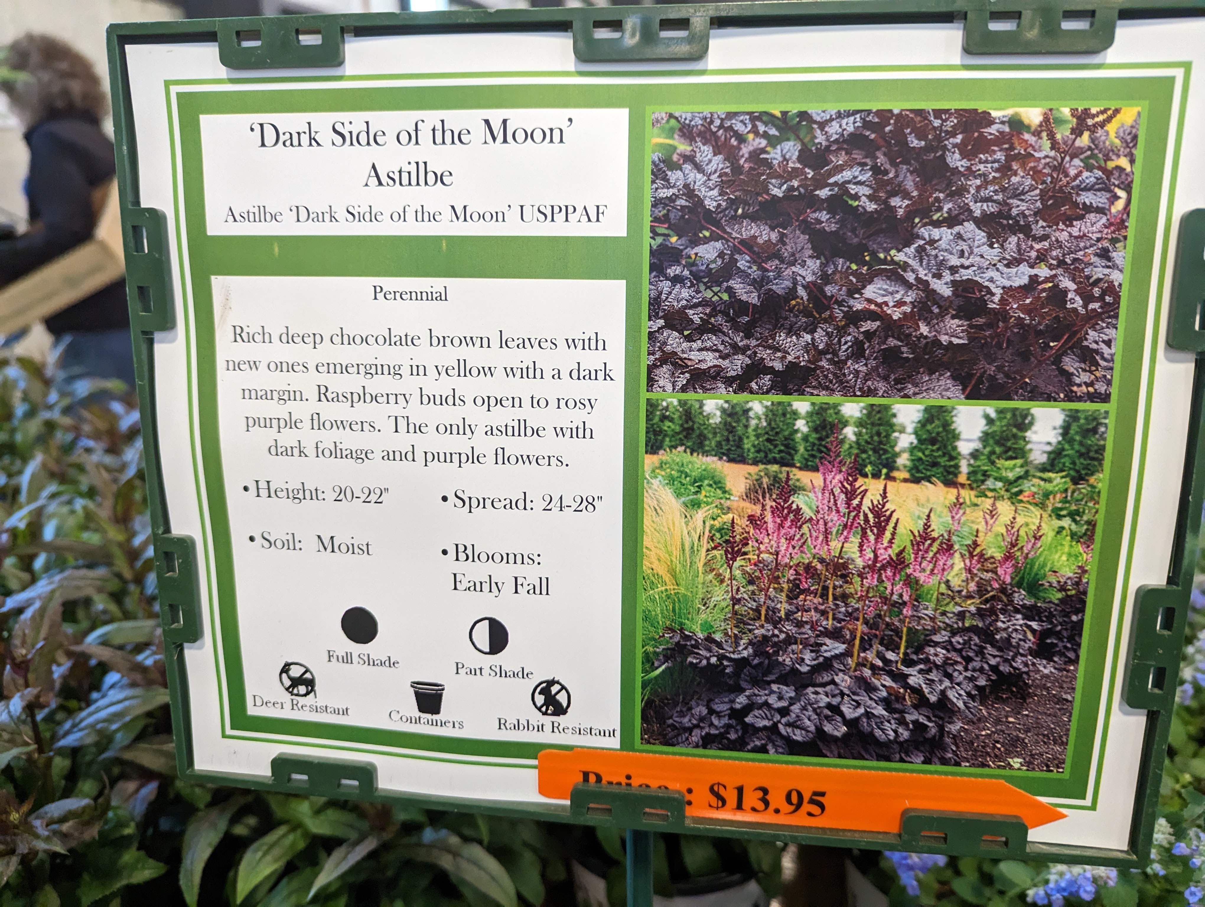 Image of Astilbe 'Fanal' companion plant for fire chief arborvitae