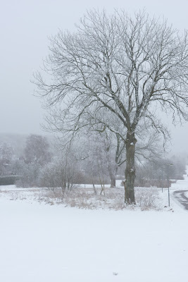 Träd med rimfrost i vinterlandskap. foto: Reb Dutius