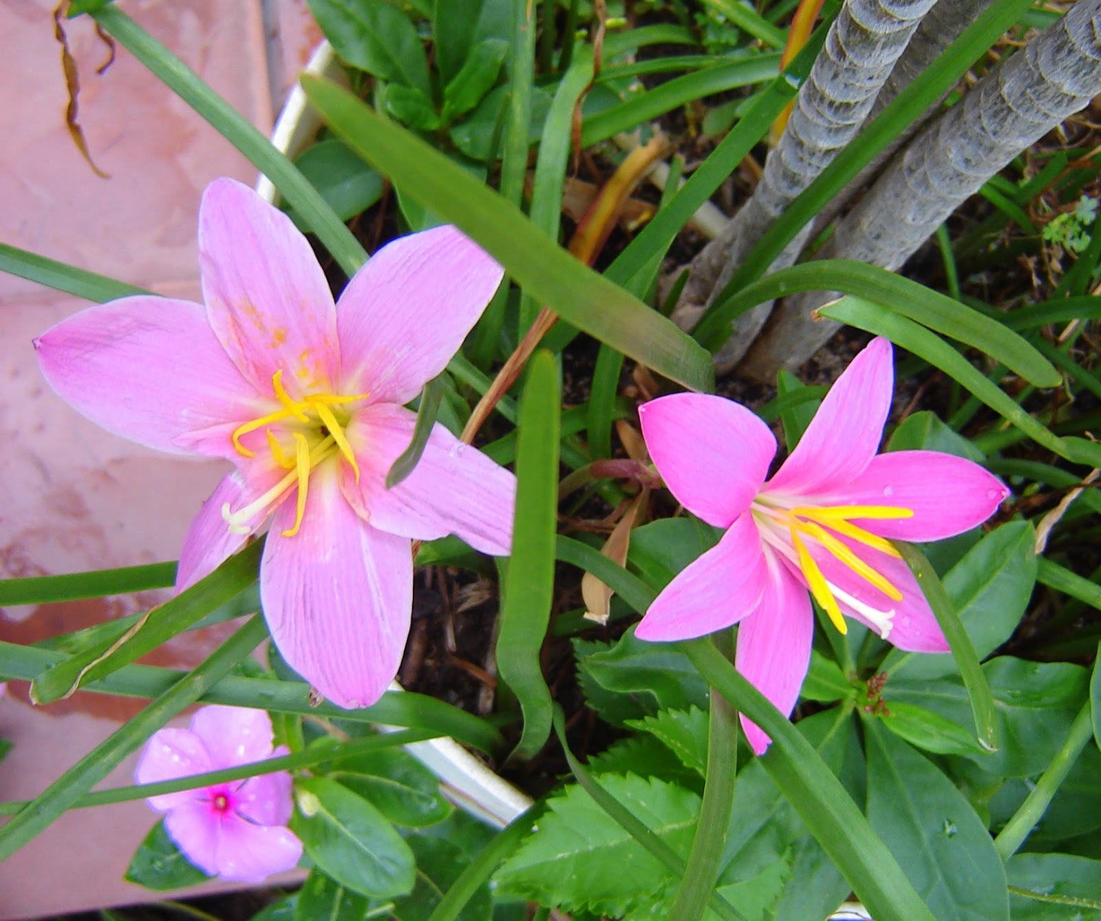 Flores silvestres disfrutar con el huerto y el jardín - Imagenes De Plantas Con Flores Con Sus Nombres