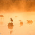 Fotografía creativa de fauna II