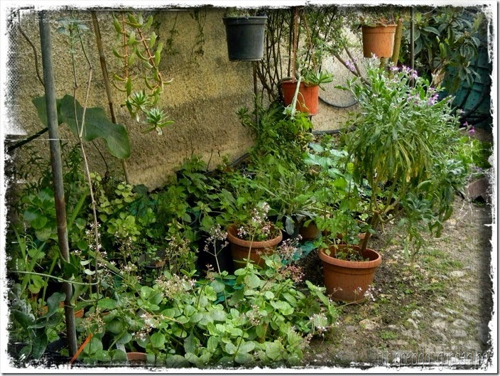Pot Ghetto 3