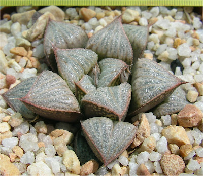 Haworthia splendens