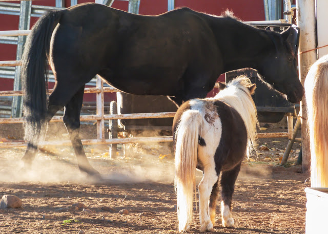 Adorable black and white pinto pony horse Apple Hill California