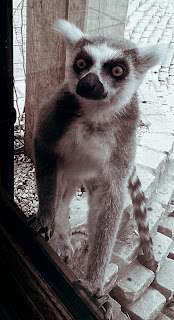 Lemur through the window