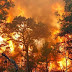 Kamu Yakin, Kebakaran Hutan yang Terjadi Disebabkan Oleh Gelombang El Nino?