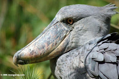 Shoebill