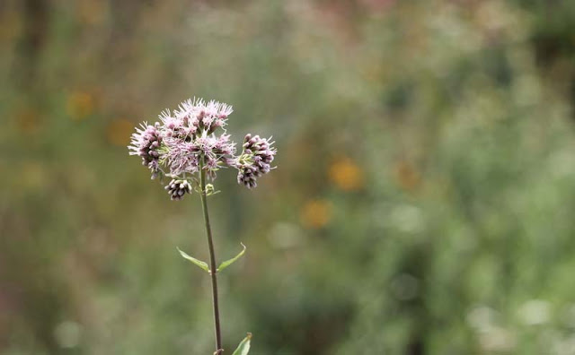 Joe-Pye Weed Flowers