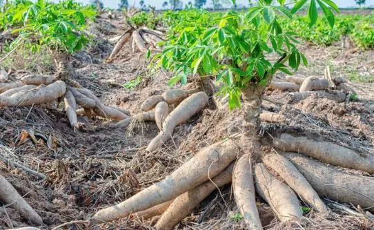 Top 20 Cassava Producing States in Nigeria