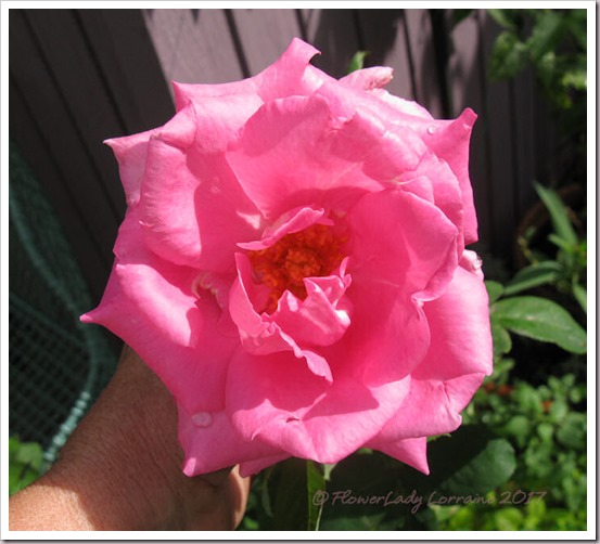 02-28-paul-mc-rose