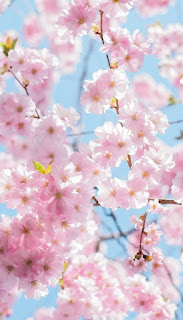 ramas-de-cerezo-en-flor