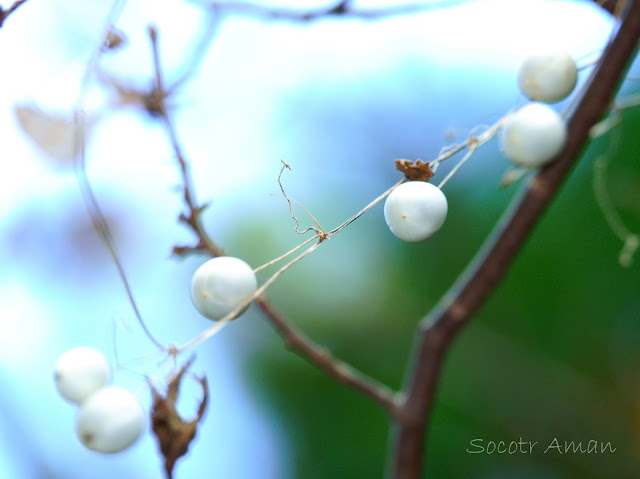 Neoachmandra japonica