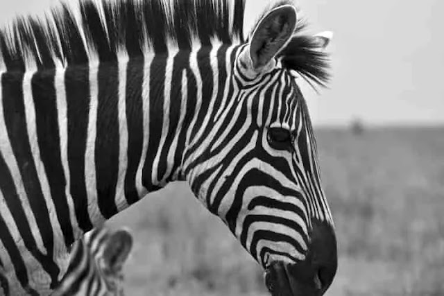 Interesting Facts About Zebra