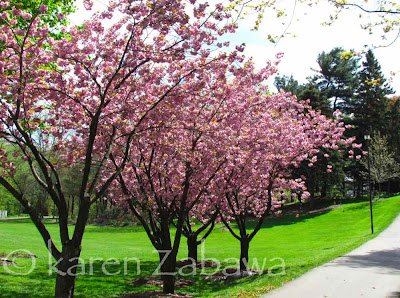 Pink Japanese Cherry trees in full bloom at Mississauga public garden in Port Credit.