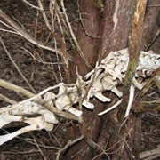 Skeleton in a Tree