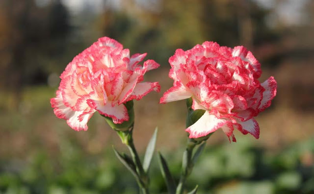 Carnation Flowers Pictures