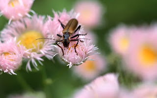 brown bug (10)