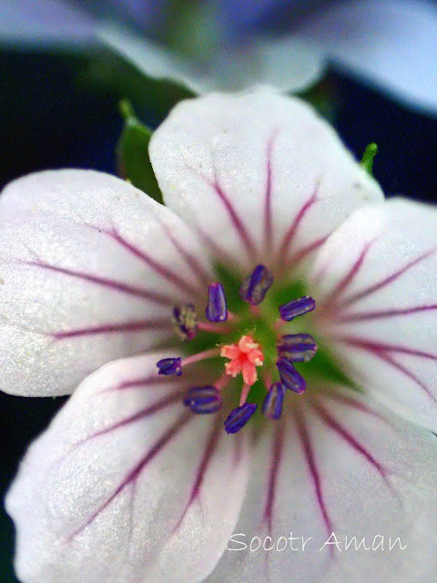 Geranium thunbergii