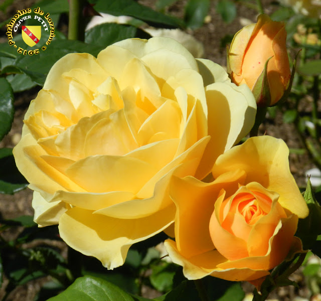VILLERS-LES-NANCY (54) - La roseraie du Jardin botanique du Montet - Rose Graham Thomas