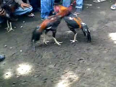 Koleksi Gambar Ayam Aduan