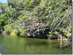 American River-Shoes hanging in tree 2