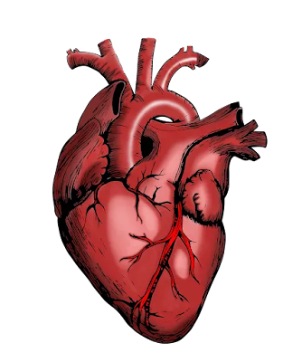 A stylized illustration of a heart is set against a stark black background, creating a striking visual contrast. The heart, a universal symbol of love, compassion, and emotion, is rendered in bold lines and geometric shapes, giving it a modern and abstract feel. The absence of any additional elements or textures ensures the heart remains the sole focus, emphasizing its significance as a representation of human connection and affection. The black background serves to amplify the heart's vibrant colors, making it stand out even more prominently as a powerful icon of warmth, care, and devotion.