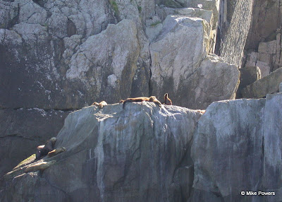 Steller Sea Lion, Eumetopias jubatus