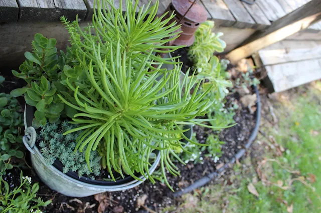 Succulents, Galvanized Buckets and a Rusty Lantern #junkgarden #gardenjunk