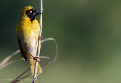 Southern Masked Weaver Table Bay Nature Reserve Vernon Chalmers Photography
