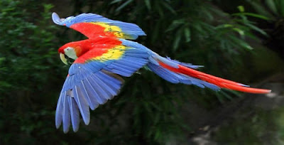 "Burung The Scarlet Macaw"