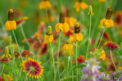 Upright Prairie Coneflower, The Flower Mound
